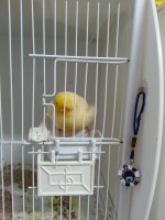 /album/norwich-2014/buff-cock-2012-jpg2/